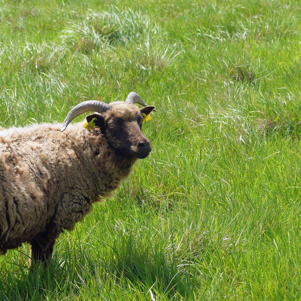 Schaap aan de Opaalkust