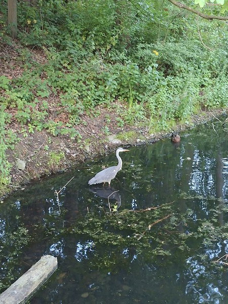 Avondwandelingvogel