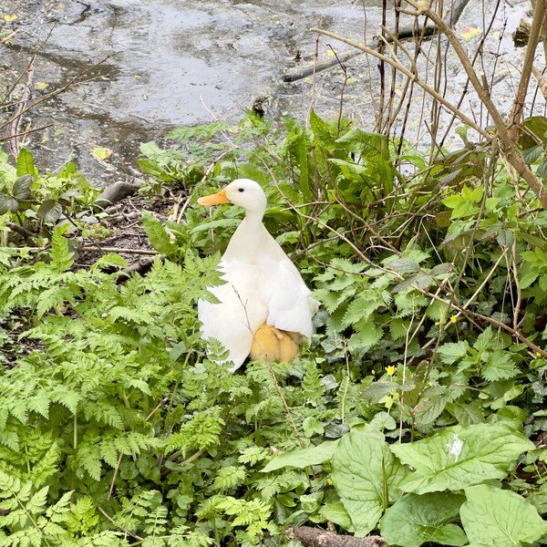 The image shows a white duck with an orange bill and feet, nestled in greenery with ducklings tucked under its wings. The background features a calm, murky pond surrounded by wild plants.