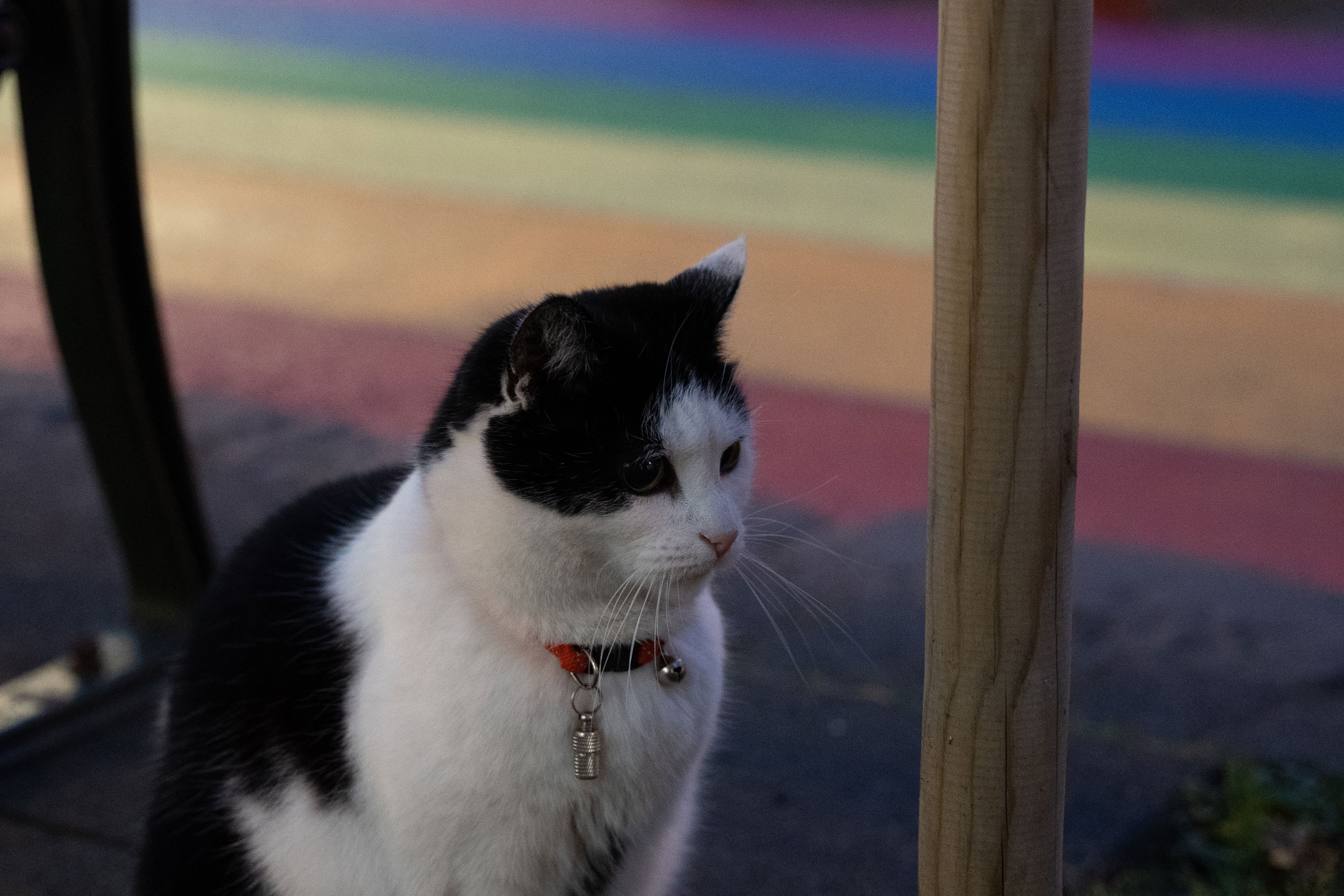 A black and white cat sitting on a sidewalk in front of the Rainbow Street in Reykjavík