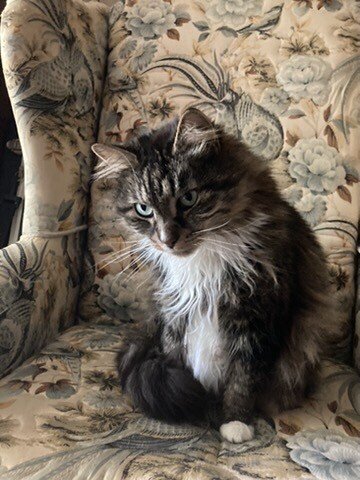 Smudge sitting in my ratty old wingback chair, about to be a querulous coeurl.