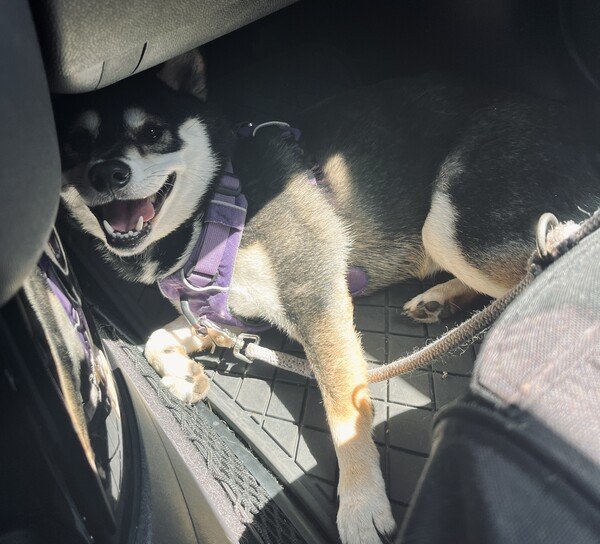 Black & Tan Shiba Inu dog with a purple harness smiling at the foot of a passenger seat in a car. He is happy from a long walk.