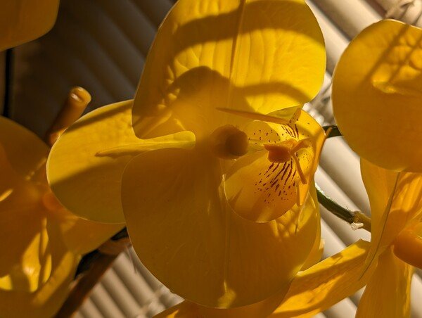 Photo of a yellow orchid sitting in front of a shaded window.