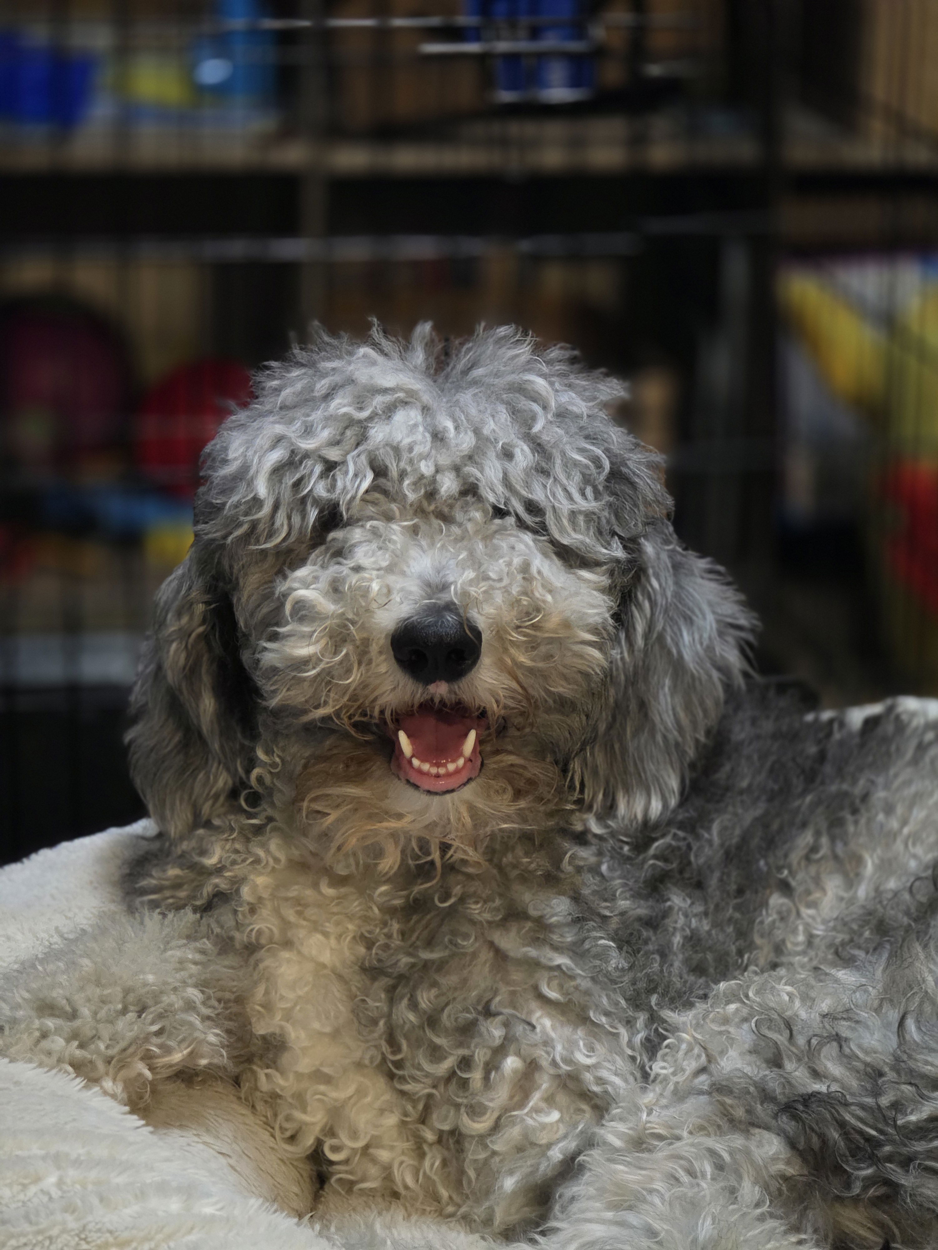 Photo of a gray and white sheepadoodle. She's laying on her bed, staring straight at the camera, her mouth slightly open in what looks like a smile. Her eyes are obscured by her long, scraggly hair.