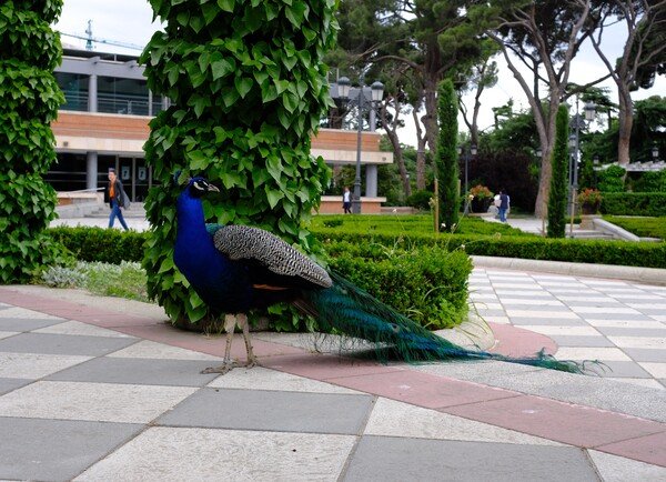 madrid peacock