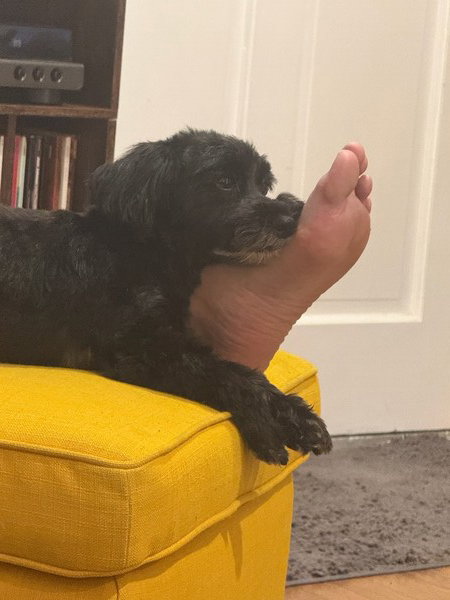 Rubi resting on my leg.