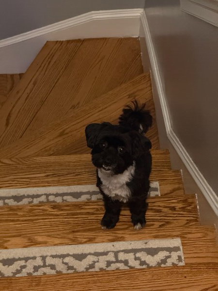 Izzy won’t come any further up the stairs on her own. The princess insists I carry her the rest of the way. 
