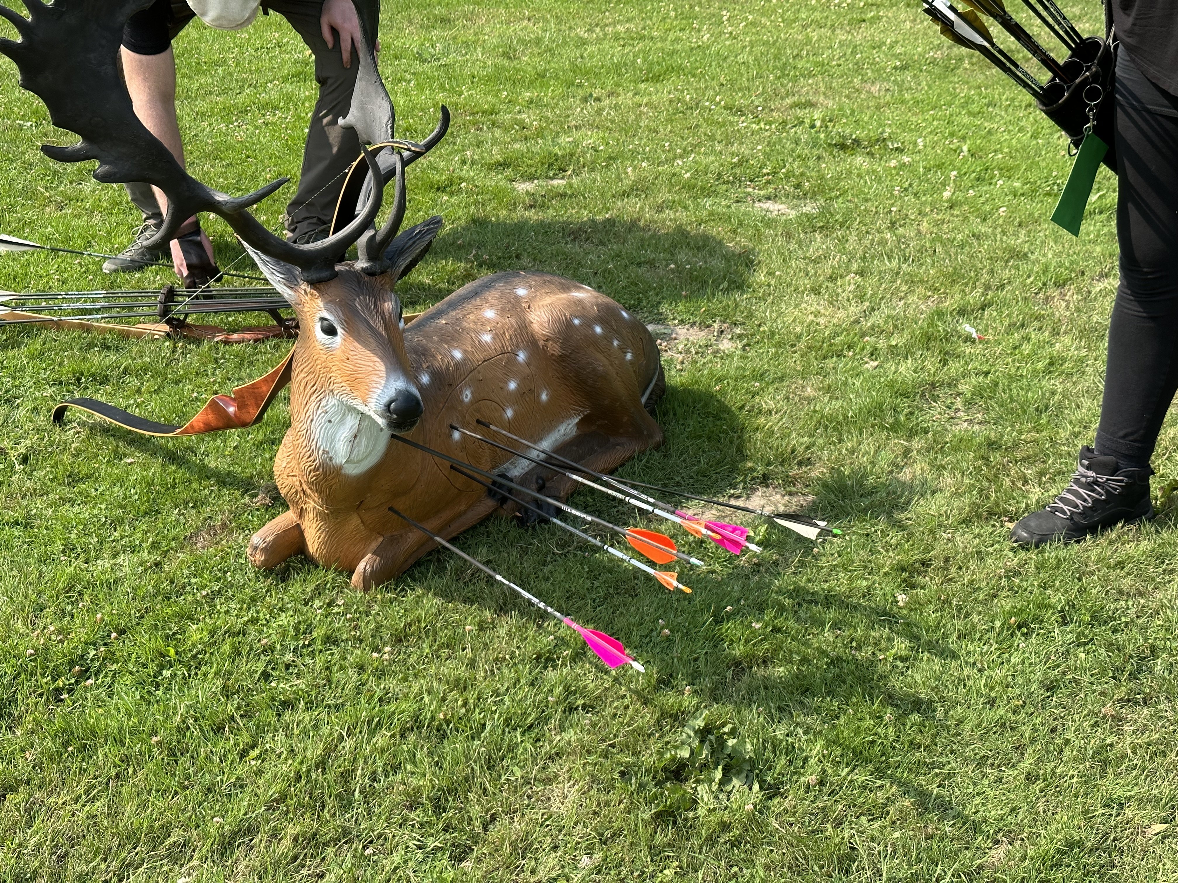 A 3D foam archery target in the shape of a deer with several colourful arrows sticking out of it.