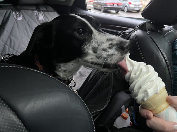 Have been doing some dog sitting for my sister. Remember we used to get ice cream cones for our dogs when I was a kid. He seemed to really enjoy it. 