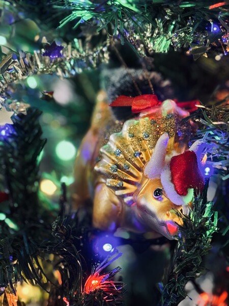 A small, golden triceratops ornament with a little Santa hat sat amongst colourful Christmas lights and fake Christmas tree needles.