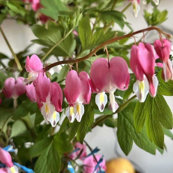 Pink Bleeding Heart flowers in front of green leaves