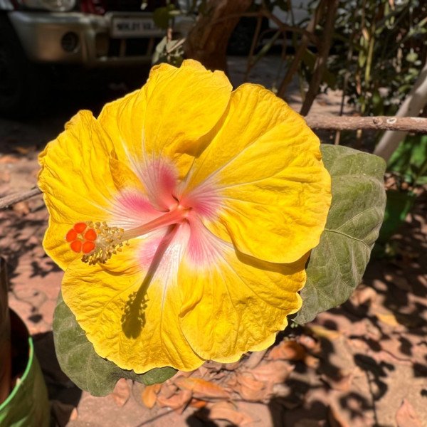 A hibiscus flower with pink and yellow petals.