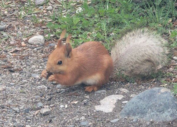 squirrel