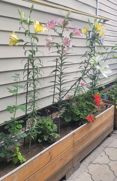 flowers