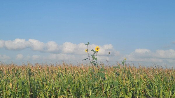 sunflowers