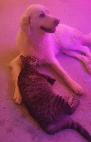 friends