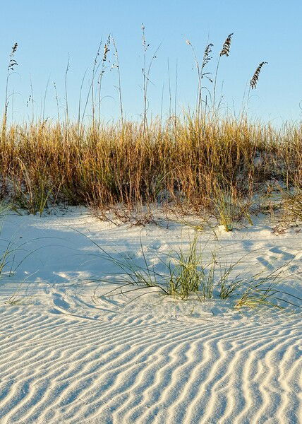 A sugary sand dune with beach grasses crowning it. There are textured ripples in the sand. Fading sunlight gives the scene warmth. 