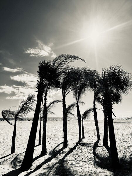 Black and white photo of a group of palm trees on a sunny day at Gulf Shores Beach in Alabama