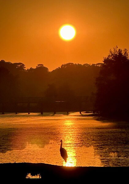 Sunset over the water at Langan Park, a golden and orange glow on the water, a blue heron sits on a small dam. 