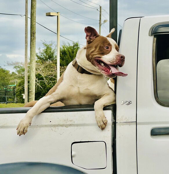 One happy doggo in the bed of a pickup truck, tongue flapping
