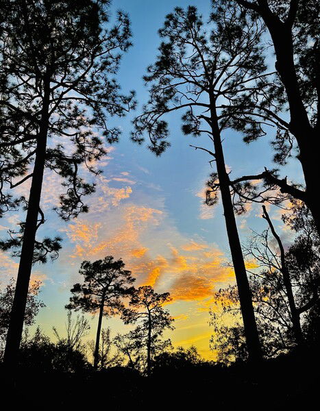 Sunset as seen through the pines