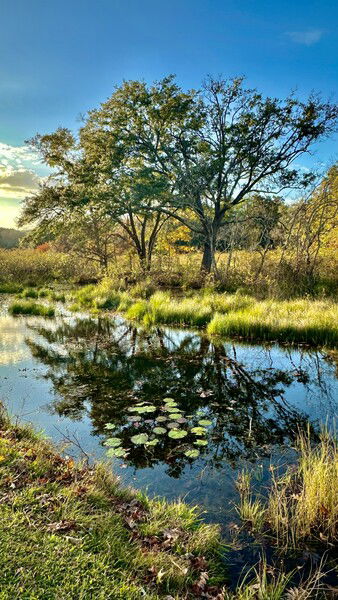 A serene landscape featuring a calm waterway surrounded by lush green grass and trees. Water lilies float on the pond's surface, reflecting the trees and sky above