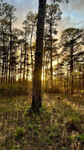 A sunlit forest scene featuring tall trees silhouetted against a vibrant sunset, with greenery and flowers in the foreground.
