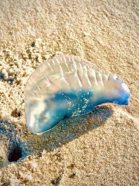 Portugese Man o’ war washed ashore along the beaches of Alabama and the panhandle of Florida today. 