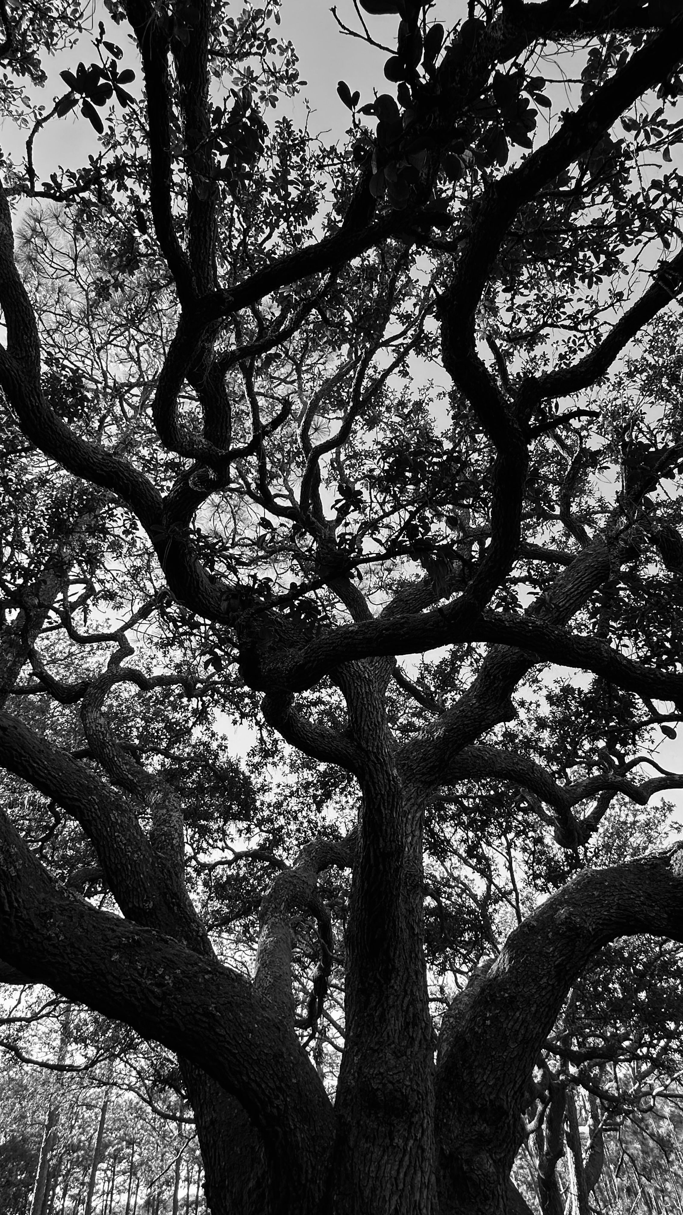 A black and white image of a large tree, showcasing its thick, twisting branches and leaves against a light background. The perspective is from below, highlighting the complexity of the branch structure.