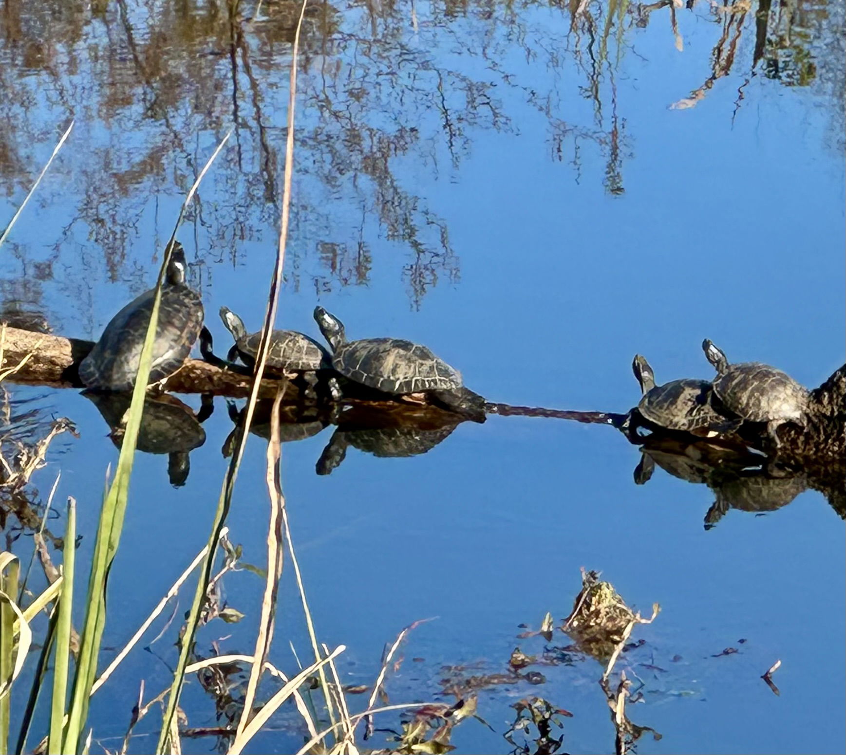 Turtles on a branch floating in the water. 