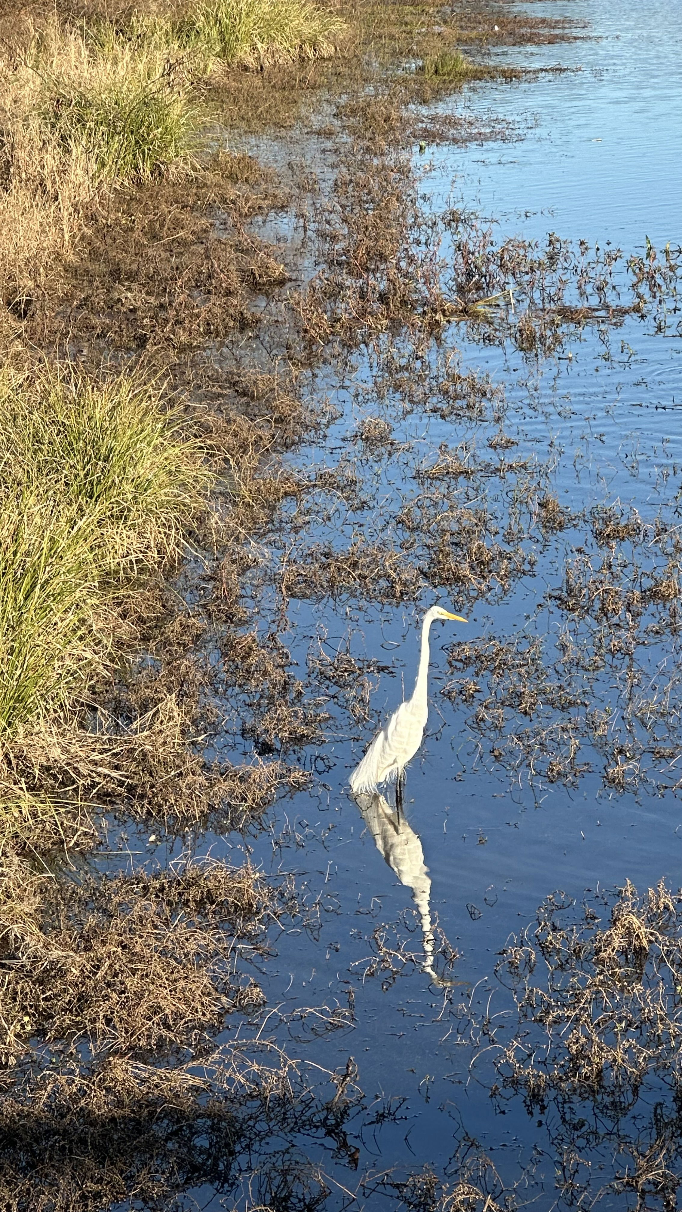 A white heron stands in shallow water, surrounded by patches of grass and aquatic vegetation, reflecting in the water.