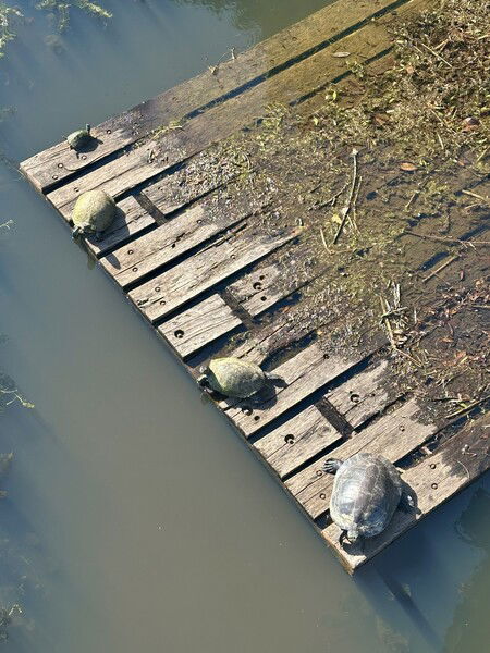 Turtle Flotilla 🐢⛵️