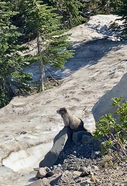 Meditative Marmot on Mt. Rainier