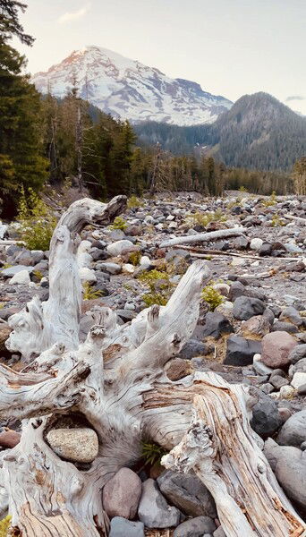Mt. Rainier National Park