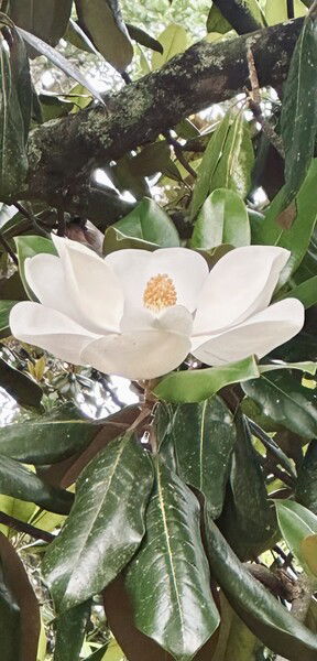 Magnolia