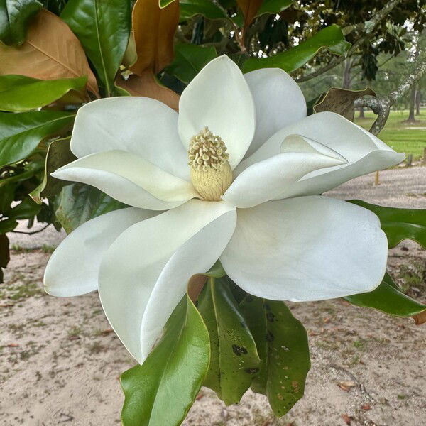 Southern Magnolia