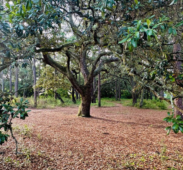 Long Leaf Forest, AL