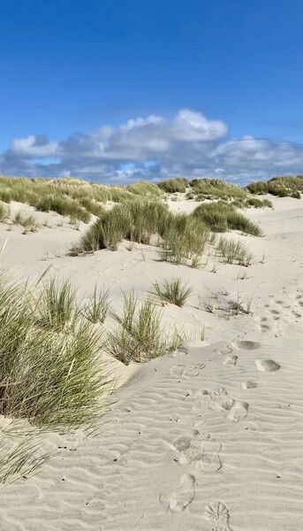 Sand dunes in Newport, Oregon #dunes #sand #beach #photography #nature #pnw

Newport Dunes © 2025 by Eric von Foerster is licensed under CC BY-SA 4.0
