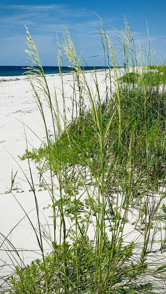 Walking away from everything at West End Beach on Dauphin Island, AL

Dauphin Walk © 2025 by Eric von Foerster is licensed under CC BY-SA 4.0
