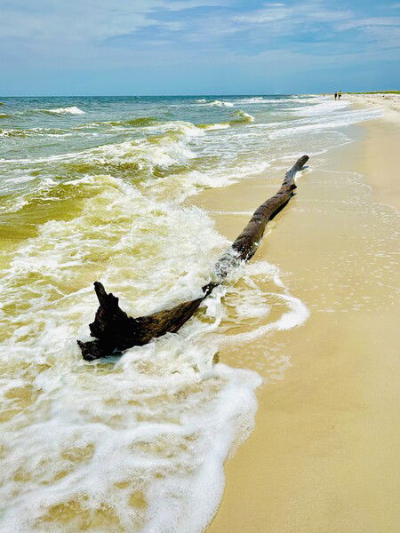 Driftwood tree on West End Beach, Dauphin Island, Alabama

#beach #nature #photography #gulfcoast #island #alabama

Driftwood Tree © 2025 by Eric von Foerster is licensed under CC BY-SA 4.0
