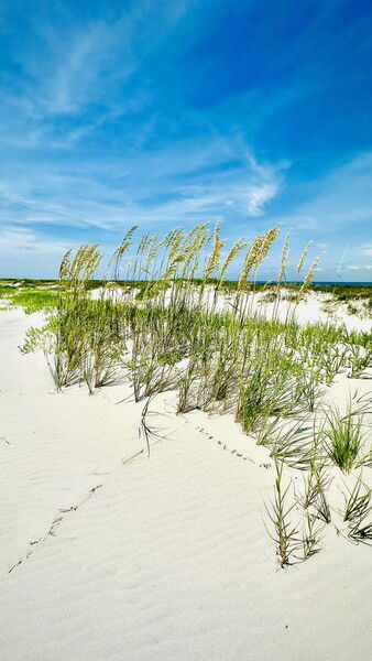 Grassy Dunes on Dauphin Island, Alabama

#beach #dunes #silentsunday #nature #photography #alabama

Grassy Dunes © 2025 by Eric von Foerster is licensed under CC BY-SA 4.0
