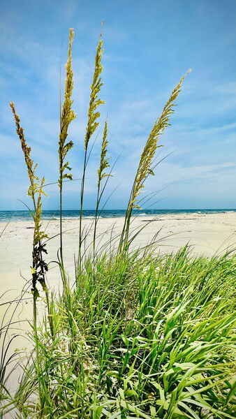Sea Oats growing out of the sand on West End Beach, Dauphin Island, Alabama

#silentsunday #nature #photography #beach #gulf #alabama

Sea Oats © 2025 by Eric von Foerster is licensed under CC BY-SA 4.0