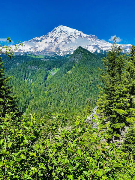Mt. Rainier on a bright and beautiful day. 

#throwbackthursday #mountain #nature #pnw #hiking #forest

Sunny Summit © 2025 by Eric von Foerster is licensed under CC BY-SA 4.0
