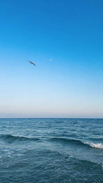 Just before sunset over the Gulf.

#motivationmonday #gulf #waves #seagull #nature #naturephotography #bird 

Gulf View © 2025 by Eric von Foerster is licensed under CC BY-SA 4.0
