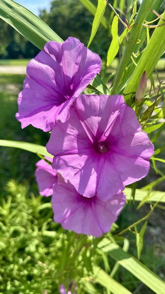 Flowers in full bloom at Bayfront Park, Daphne, AL

#bloomscrolling #bloomscroll #bloom #flowers #fleurs #monday #photomonday #fotomontag

Bayfront Bloom © 2025 by Eric von Foerster is licensed under CC BY-SA 4.0
