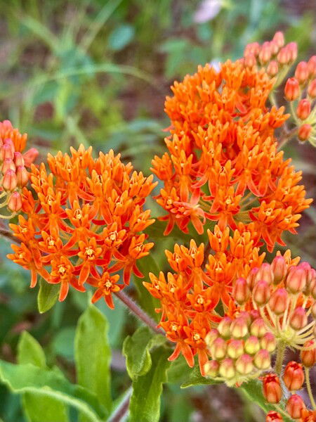 Flowers blooming in Langan Park, Mobile, Alabama.

#FlowerFriday #bloomscrolling #nature #plants #flowers #naturephotography #fleurs

Starfire © 2025 by Eric von Foerster is licensed under CC BY-SA 4.0
