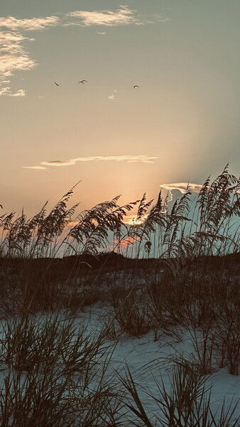 Sunset at Orange Beach, Alabama

#sunset #beach #saturday #sky #nature #naturephotography #birds #gulf

Sunset Dune © 2025 by Eric von Foerster is licensed under CC BY-SA 4.0
