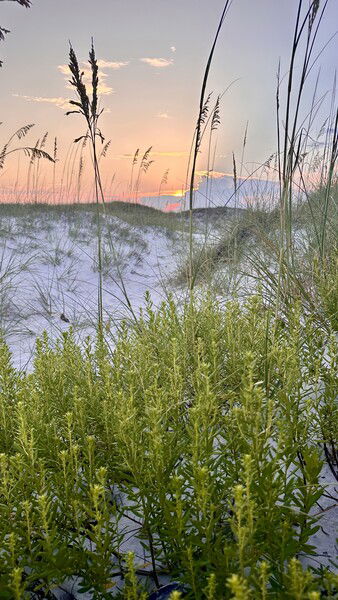 Sunset over the dunes in Orange Beach, Alabama

#silentsunday #sunday #easylikesundaymorning #beach #sunset #nature #naturephotography

Something In The Orange …Beach © 2025 by Eric von Foerster is licensed under CC BY-SA 4.0
