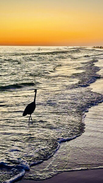 This heron knows how to live. 

#beach #silentsunday #waves #sunset #sky #nature #wildlife #naturephotography #wildlifephotpgraphy 

Beach Birb © 2025 by Eric von Foerster is licensed under CC BY-SA 4.0
