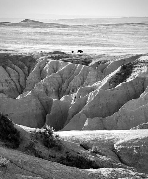 Two Bison in the Badlands, South Dakota

#monochromemonday #moodmonday #monday #blackandwhite #nature #naturephotography #badlands #wildlife

Where The Buffalo Roam © 2025 by Eric von Foerster is licensed under CC BY-SA 4.0